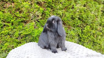 Zakrslý beránek, králíček, králík - ELLA - 5