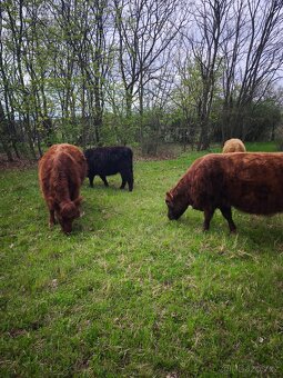 Aberdeen Angus, Highland - 5