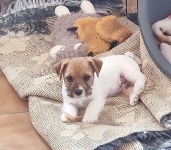 Jack Russell teriér ( Rusel teriér) s PP - 5