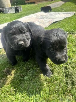 Labradorský retrívr - 5