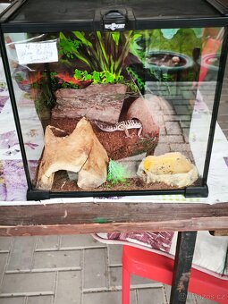 Geckon noční - 5