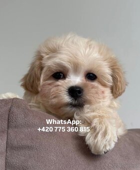 Chlapeček Maltipoo f1 - 5
