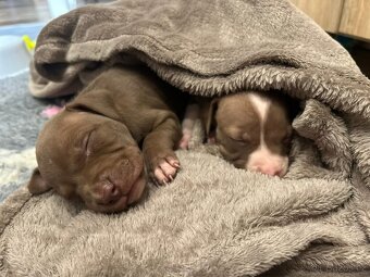 Americký pitbull teriér s PP - 5