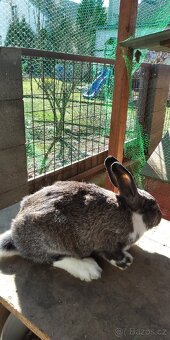 Prodám králíky - 5