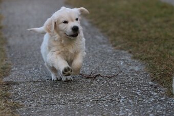 Golden retriever - psík s PP - 5