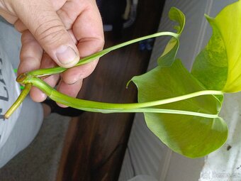 Monstera aureovariegata vrchol + zdarma řízek albovariegaty - 5