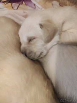 Štěňata labradorského retrívra - 5