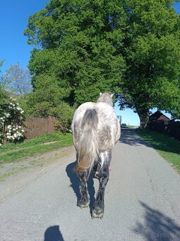 Chladnokrevnik X Percheron - 5