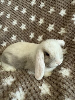 Mini Lop - beránek - 5