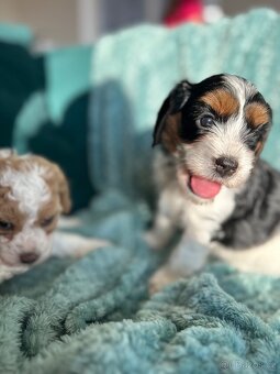 🐶 CAVAPOOCHON ŠTĚŇÁTKA – PRVNÍ VRH NAŠICH RODINNÝCH MAZLÍKŮ - 5