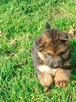 NĚMECKÝ OVČÁK s PP - 5