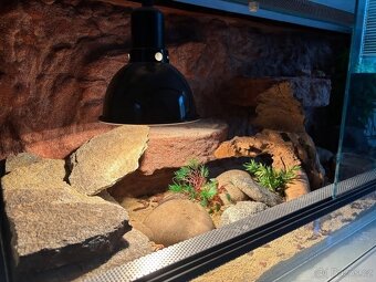 Terárium 120x50x50 s australským pozadím - 5