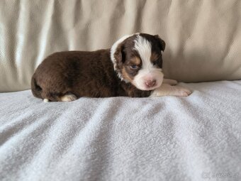 Australsky ovčak - 5