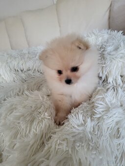 Pomeranian - 5