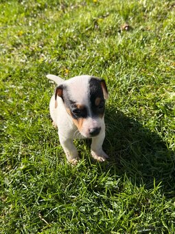 Jack Russell teriér - 5