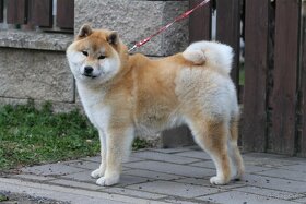 Shiba Inu s PP FCI - 5