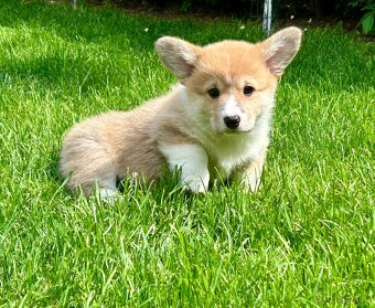 Welsh corgi pembroke - 5
