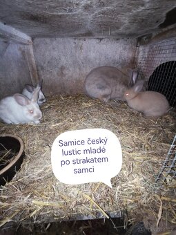Rušení chovu králíků - 5