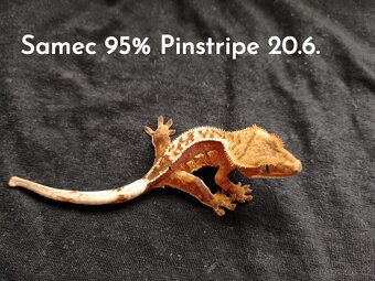 Pagekon Řasnatý - 5