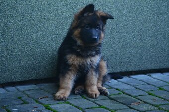 Nemecky ovcak  dlouhosrsty - 5