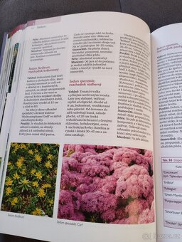 Zahradní rostliny - 5