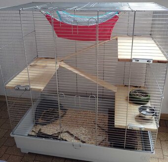 Darujeme do dobrých rukou dvě samičky krys - 5