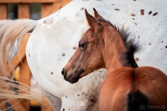 Appaloosa klisna - 5