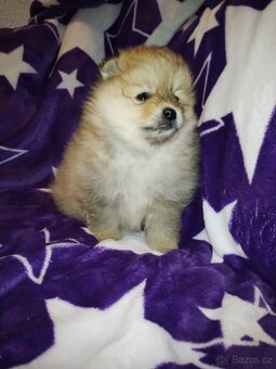 Pomeranian- německý špic - 5