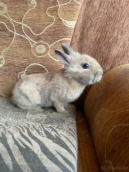Zakrslý králík - 5