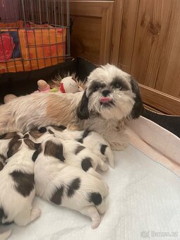 Prodám štěňátka shih-tzu - 5