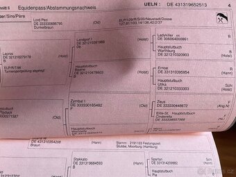 Prodám 12 letou hannoverskou klisnu po Lord Pezi - 5