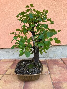 Bonsai, Bonsaj, mahalebka, solitéra - 5