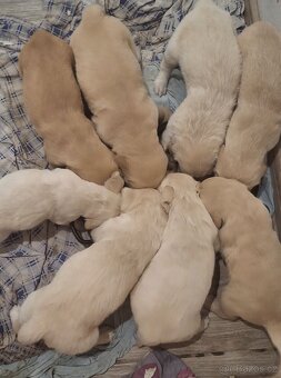 Zlatý retrívr bez PP - 5