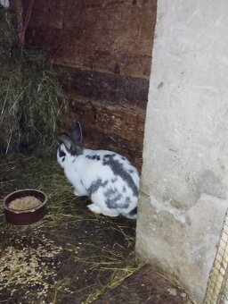 Neměcky obrovitý - 5