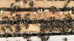 Vyzimovaná včelstva, oddělky - 5
