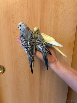 Prodám mladé andulky po vylétnutí z budky - 5