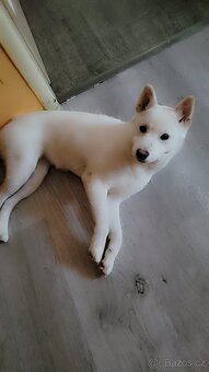 Shiba inu - 5