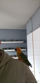 Aratinga slunecni ručně dokrmeny - 5