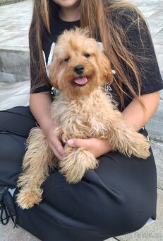 Cavapoo - 5