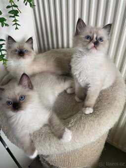 Nádherní 3 kocourci Ragdoll bez pp - 5
