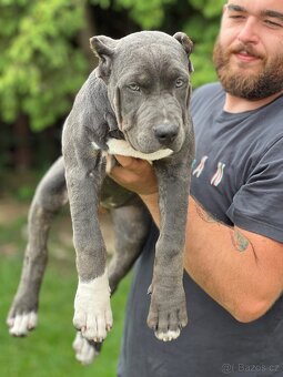 American bully xl/xxl Pitbull xxl - 5