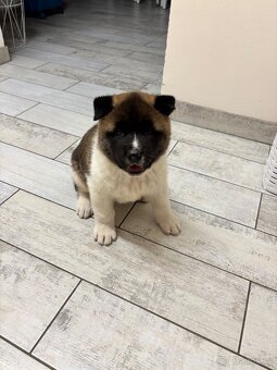 Americká akita - 5