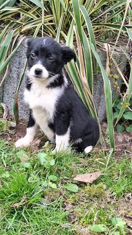 Kolie,kolia,mini - 5