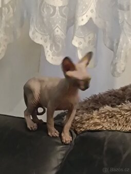 SPHYNX koťata bez PP - 5