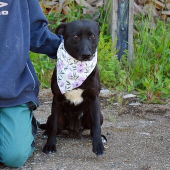 GABKA K ADOPCI - 2 ROKY, HODNÁ, NENÁROČNÁ, KLIDNÁ - 5