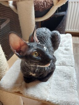 Cornish Rex - 5