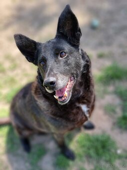 CONNIE K ADOPCI - nejvěrnější parťačka, mazel na N-tou - 5