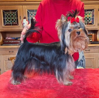 Yorkshire terrier s PP - psík - 5