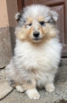 Kolie dlouhosrstá - 5