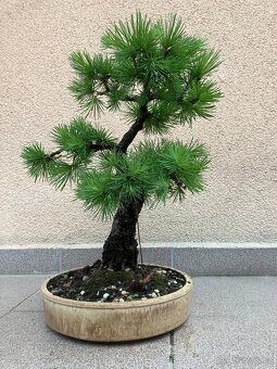 Bonsai, Bonsaj, modřín - 5